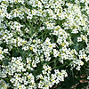 Crambe Maritima