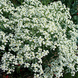 Crambe Maritima - Crambe, Sea Kale