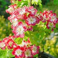 Crataegus 'Crimson Cloud'