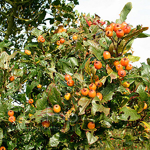 Crataegus X Lavalleei 'Carrierei'