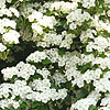 Crataegus Monogyna