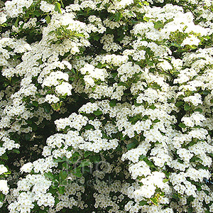 Crataegus Monogyna - Common Hawthorn