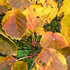 Crataegus Pennsylvania