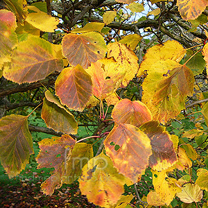 Crataegus Pennsylvania