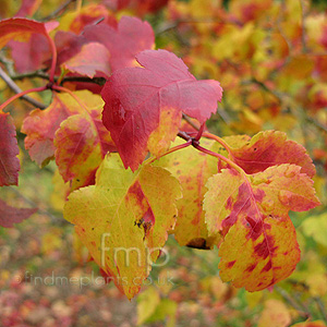 Crataegus Phaenopyrum