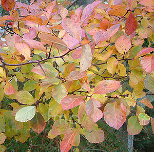 Crataegus Prunifolia - Common Hawthorn