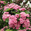 Crataegus Laevigata - Rosea  Flore Pleno