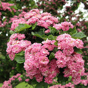 Crataegus Laevigata 'Rosea  Flore Pleno'