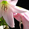 Crinum X Powellii