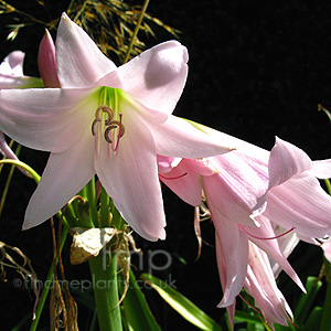 Crinum X Powellii' - Crinum