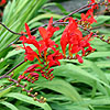 Crocosmia Masoniorum - Lucifer