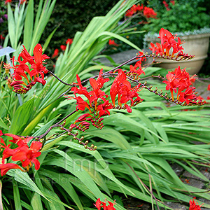 Crocosmia Masoniorum 'Lucifer' - Montbretia, Crocosmia