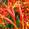 Crocosmia Paniculata - Cally Sword