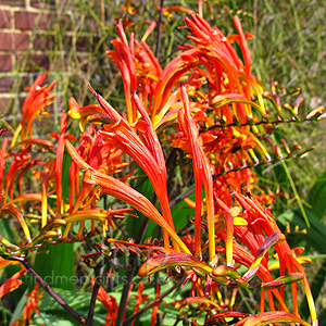 Crocosmia Paniculata 'Cally Sword' - Crocosmia