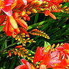 Crocosmia - Severn Sunrise