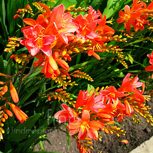 Crocosmia 'Severn Sunrise' - Crocosmia