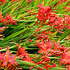 Crocosmia - Vulcan