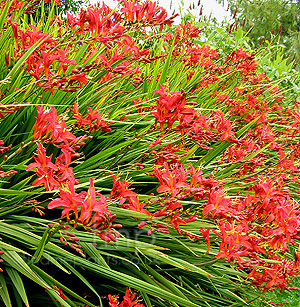 Crocosmia 'Vulcan' - Montbretia, Crocosmia