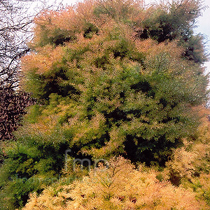 Cryptomeria Japonica 'Elegans'