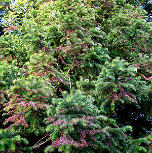 Cunninghamia Lanceolata - Chinese Fur