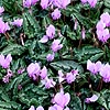 Cyclamen Hederifolium