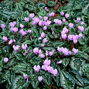 Cyclamen Hederifolium - Cyclamen