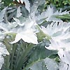 Cynara Cardunculus - Cardy