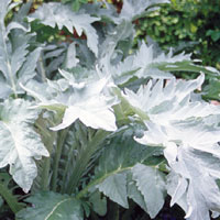 Cynara Cardunculus - Cardoon