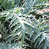 Cynara Cardunculus
