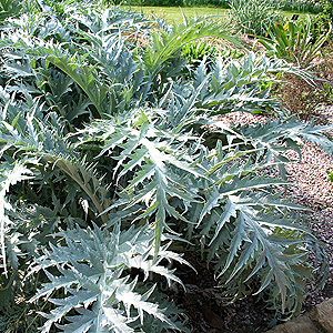Cynara Cardunculus