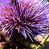 Cynara Cardunculus