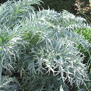 Cynara Cardunculus 'Dwarf Form' - Dwarf Caroon, Cynara