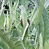 Cynara Scolymus