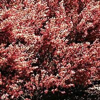 Cytisus 'Burkwoodii' - Broom