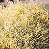 Cytisus - Cottage