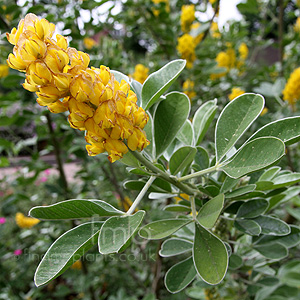 Cytisus Battandieri - Broom