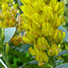 Cytisus Battandieri