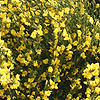 Cytisus X Kewensis