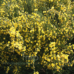 Cytisus X Kewensis - Broom