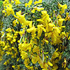 Cytisus Scoparius - maritimus