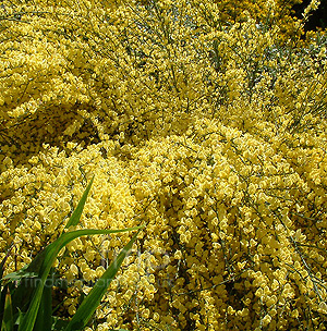 Cytisus X Praecox - Broom