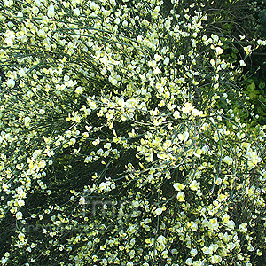 Cytisus X Praecox 'Alba' - Broom