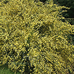 Cytisus X Praecox 'Allgold' - Broom