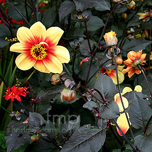 Dahlia 'Moonfire'