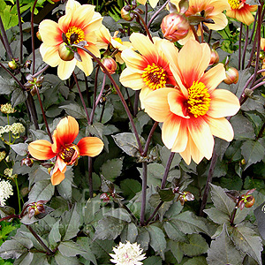 Dahlia 'Sunshine'