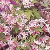 Daphne X Burkwoodii