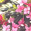 Daphne Cneorum