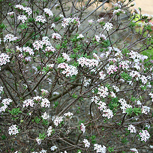 Daphne X Burkwoodii 'Albert Burkwood'