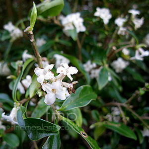 Daphne Bholua 'Alba'