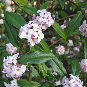 Daphne Bholua 'Jacqueline Postill'